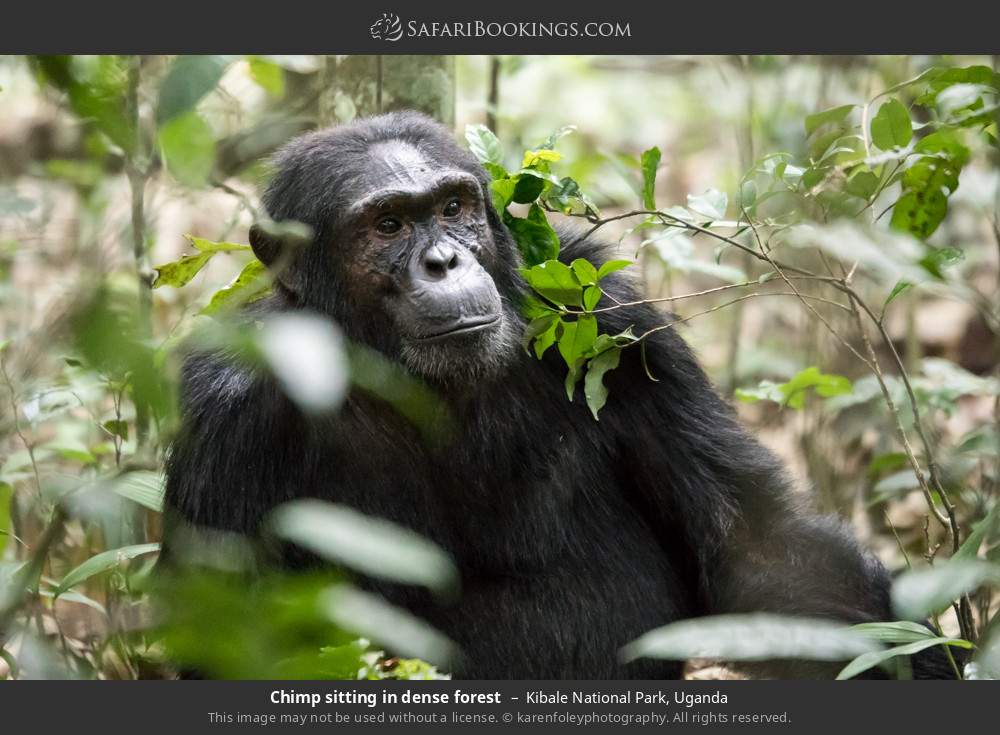 Chimp sitting in dense forest in Kibale National Park, Uganda