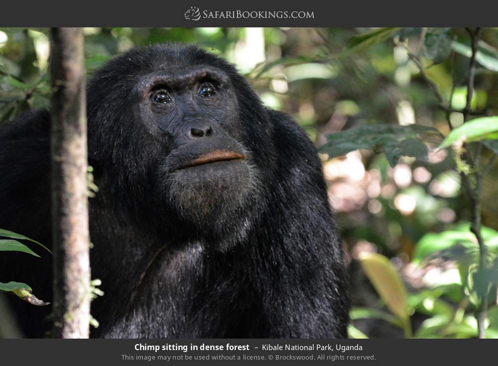 Chimp sitting in dense forest in Kibale National Park, Uganda