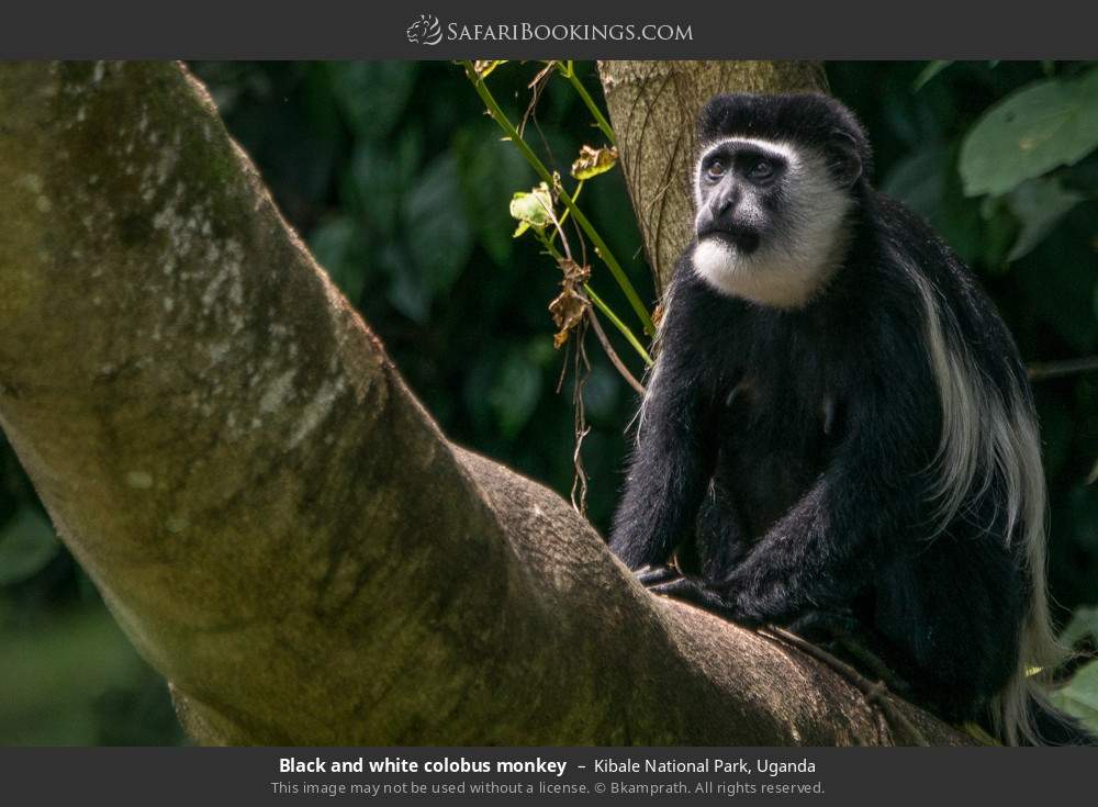 Black-and-white colobus in Kibale National Park, Uganda