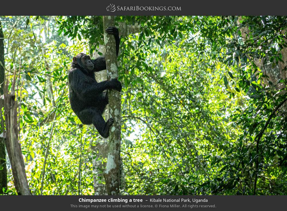 Chimpanzee climbing a tree in Kibale National Park, Uganda