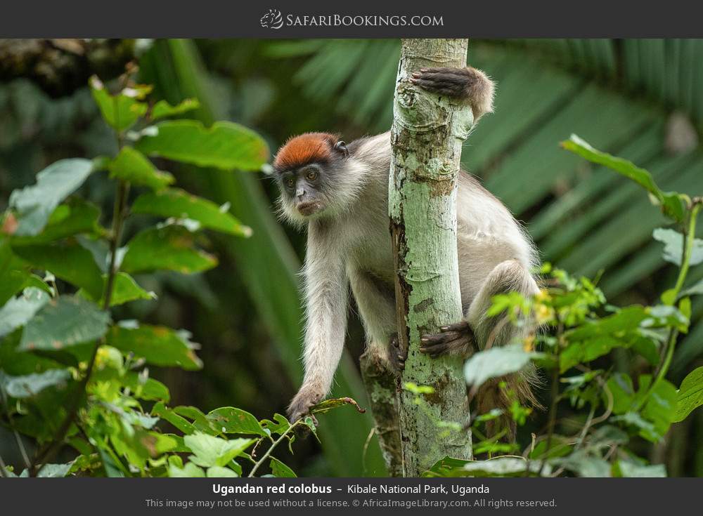 Ugandan red colobus in Kibale National Park, Uganda