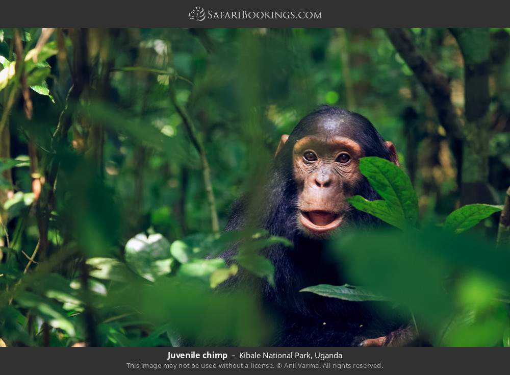 Juvenile chimp in Kibale National Park, Uganda