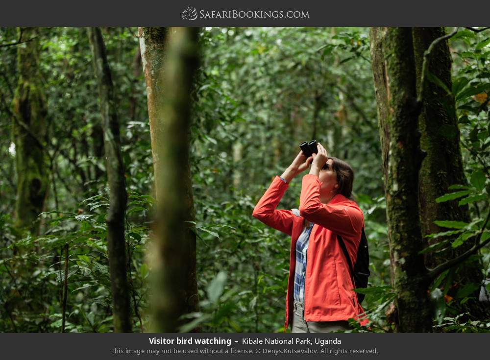 Visitor watching birds in Kibale National Park, Uganda