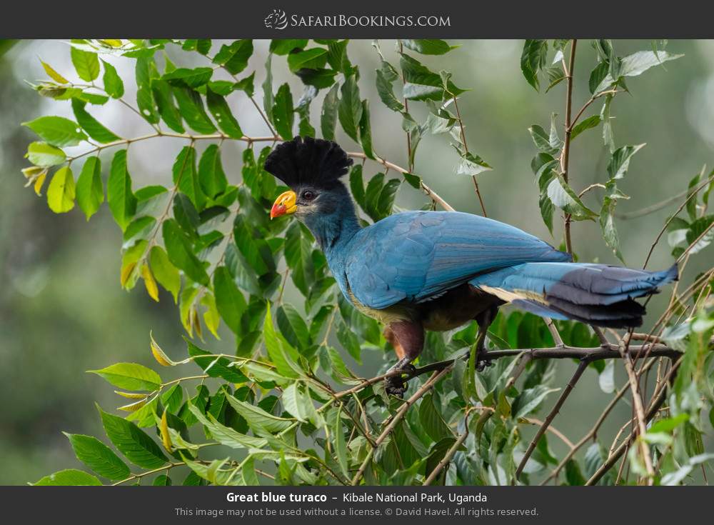 Great blue turaco in Kibale National Park, Uganda