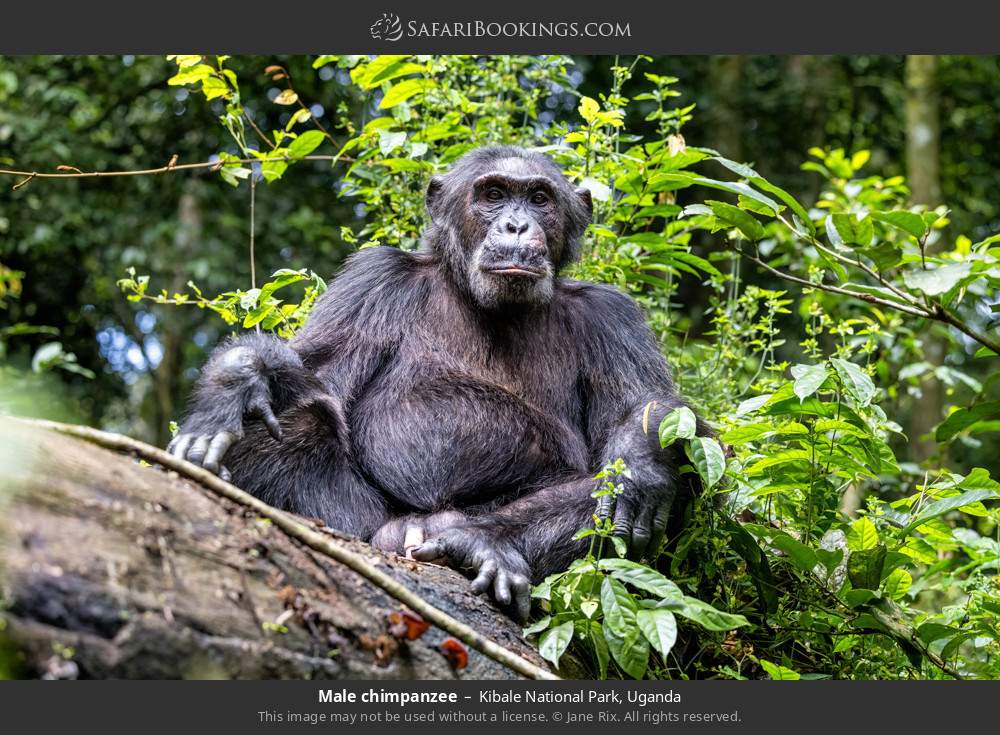 Male chimpanzee in Kibale National Park, Uganda