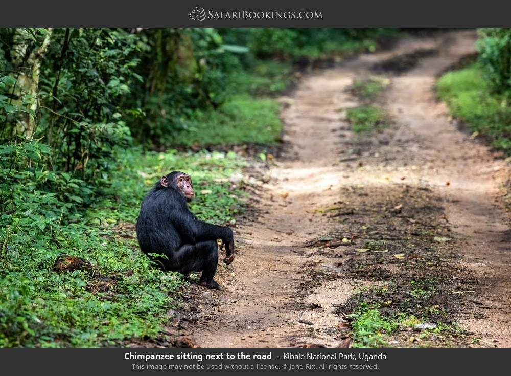 Chimpanzee sitting next to the road in Kibale National Park, Uganda