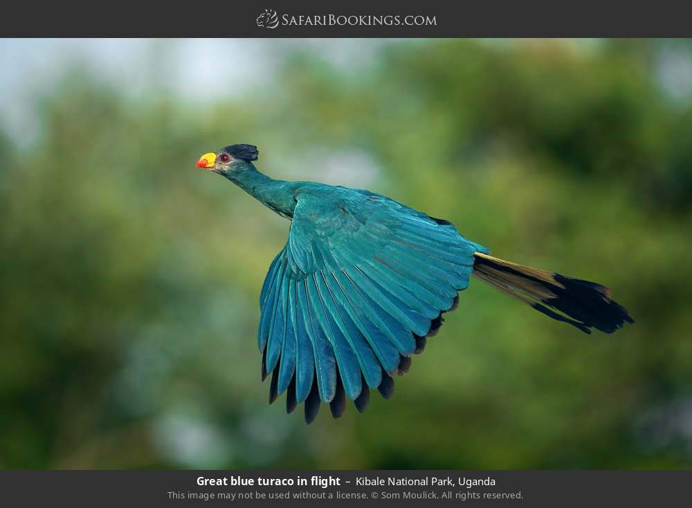 Great blue turaco in flight in Kibale National Park, Uganda