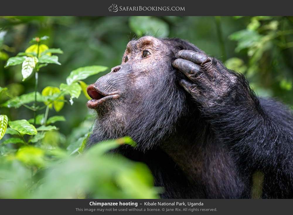 Chimpanzee hooting in Kibale National Park, Uganda