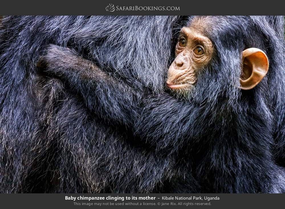 Baby chimpanzee clinging to its mother in Kibale National Park, Uganda