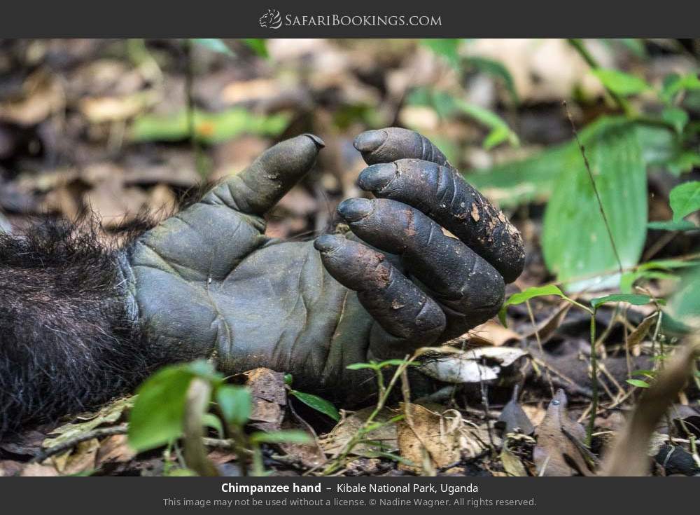 Chimpanzee hand in Kibale National Park, Uganda