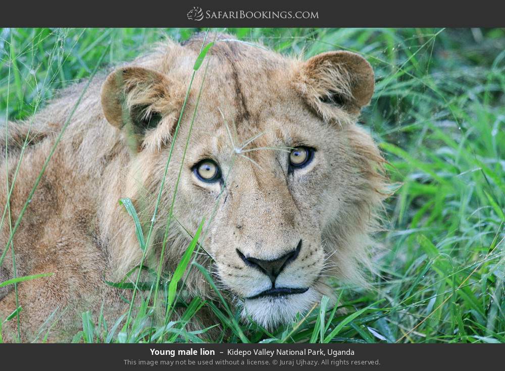 Young male lion in Kidepo Valley National Park, Uganda