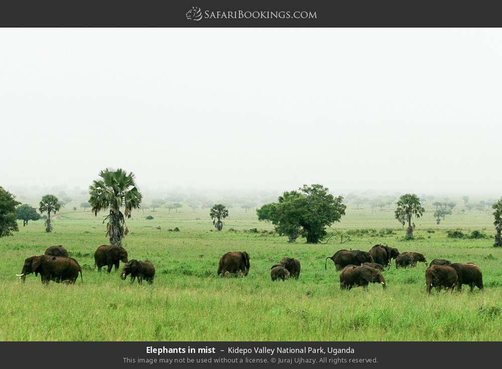 Elephants in mist in Kidepo Valley National Park, Uganda