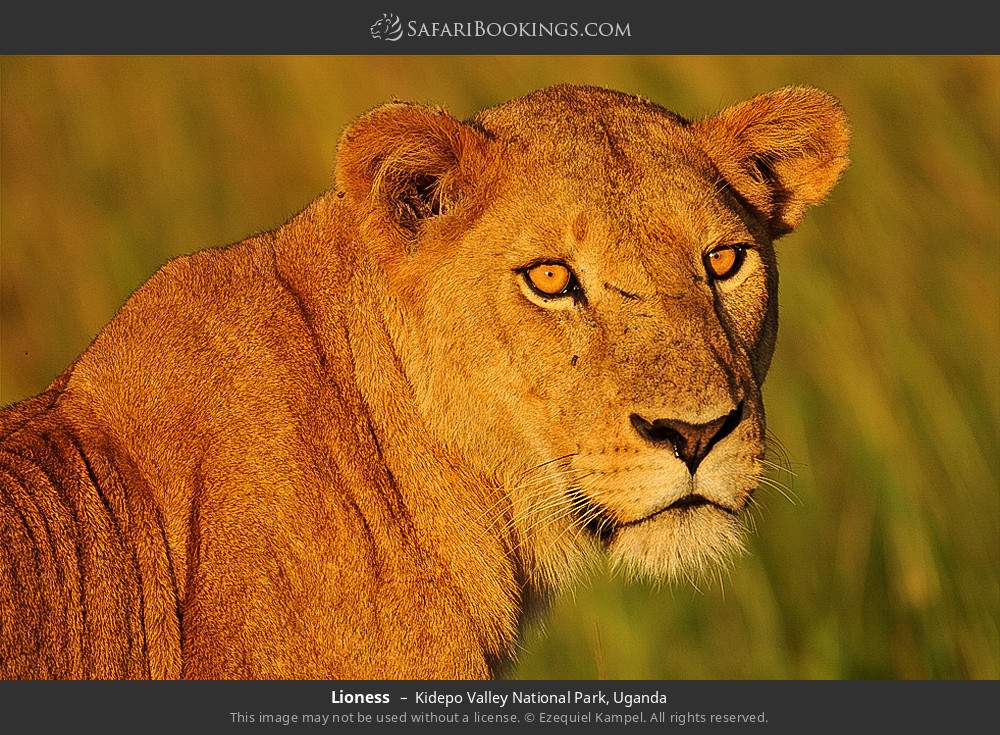 Lioness in Kidepo Valley National Park, Uganda