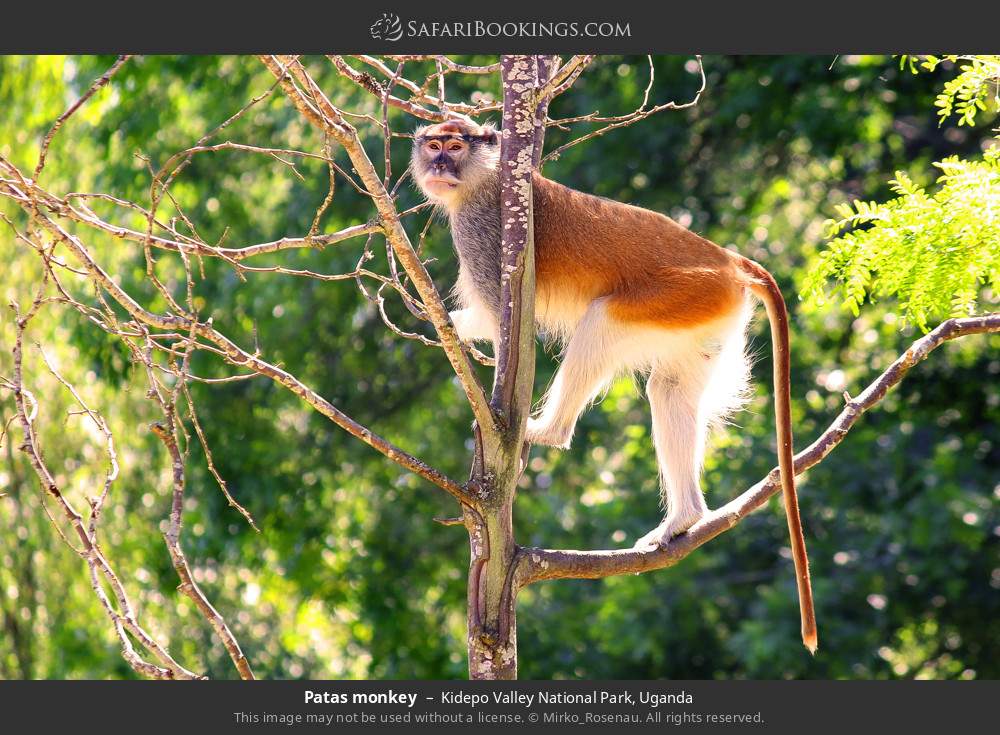 Patas monkey in Kidepo Valley National Park, Uganda