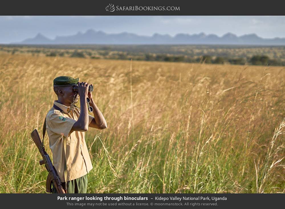 Park ranger looking through binoculars in Kidepo Valley National Park, Uganda