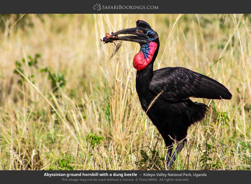 Abyssinian ground hornbill with a dung beetle in Kidepo Valley National Park, Uganda