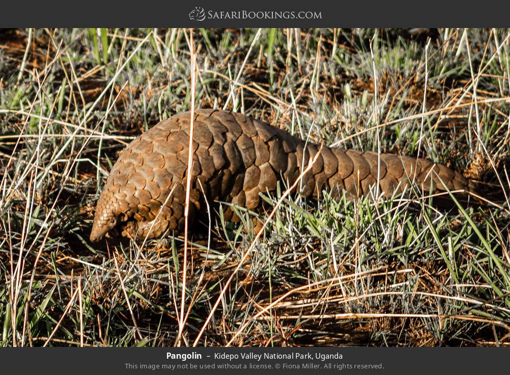 Pangolin in Kidepo Valley National Park, Uganda