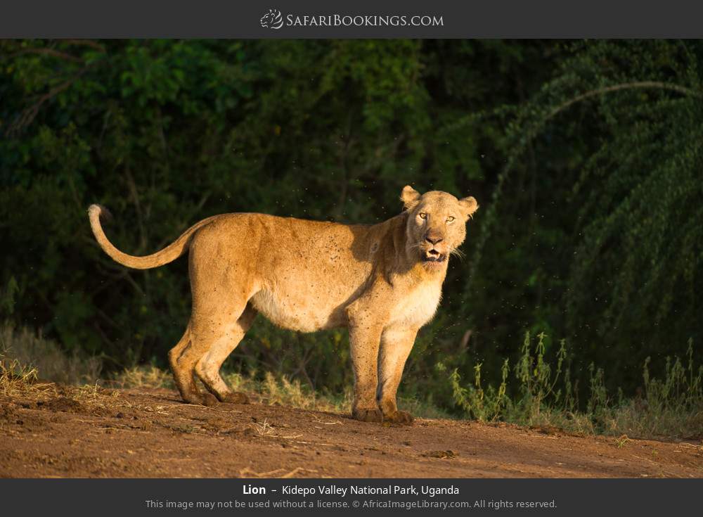 Lion in Kidepo Valley National Park, Uganda