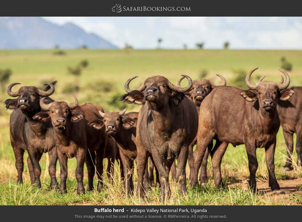 Buffalo herd in Kidepo Valley National Park, Uganda