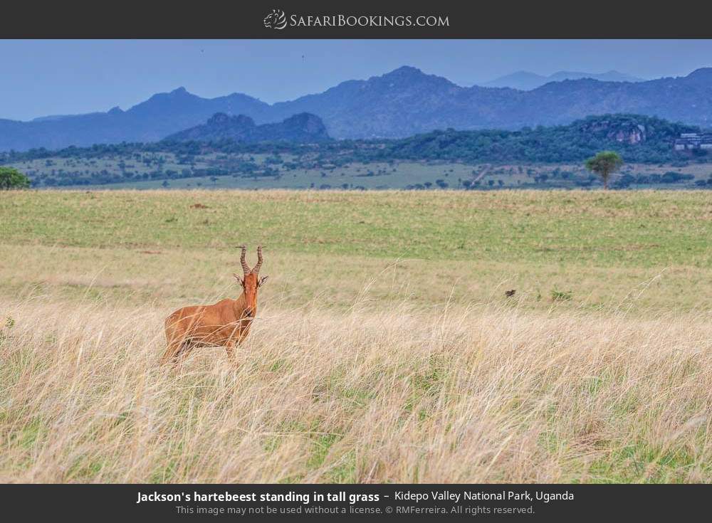 Jackson's hartebeest in Kidepo Valley National Park, Uganda