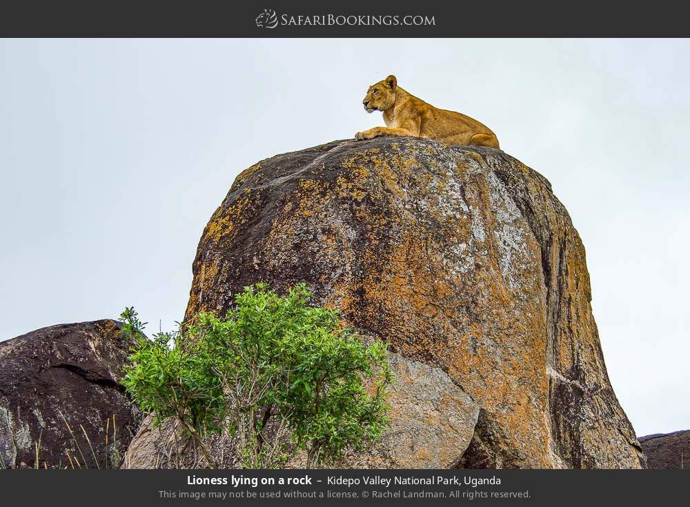 Lioness lying on a rock in Kidepo Valley National Park, Uganda