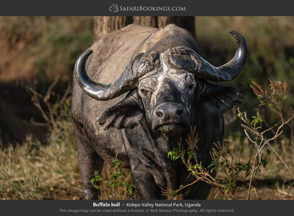 Buffalo bull in Kidepo Valley National Park, Uganda