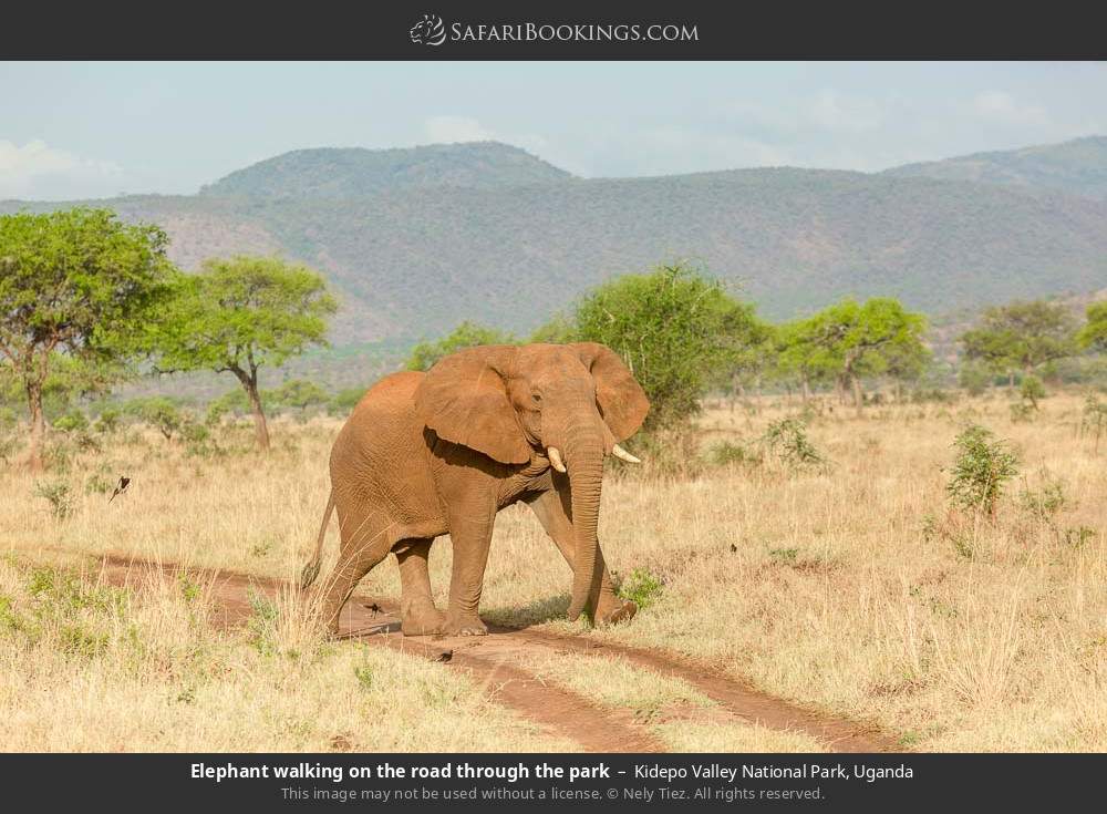 Elephant walking on the road through the park in Kidepo Valley National Park, Uganda