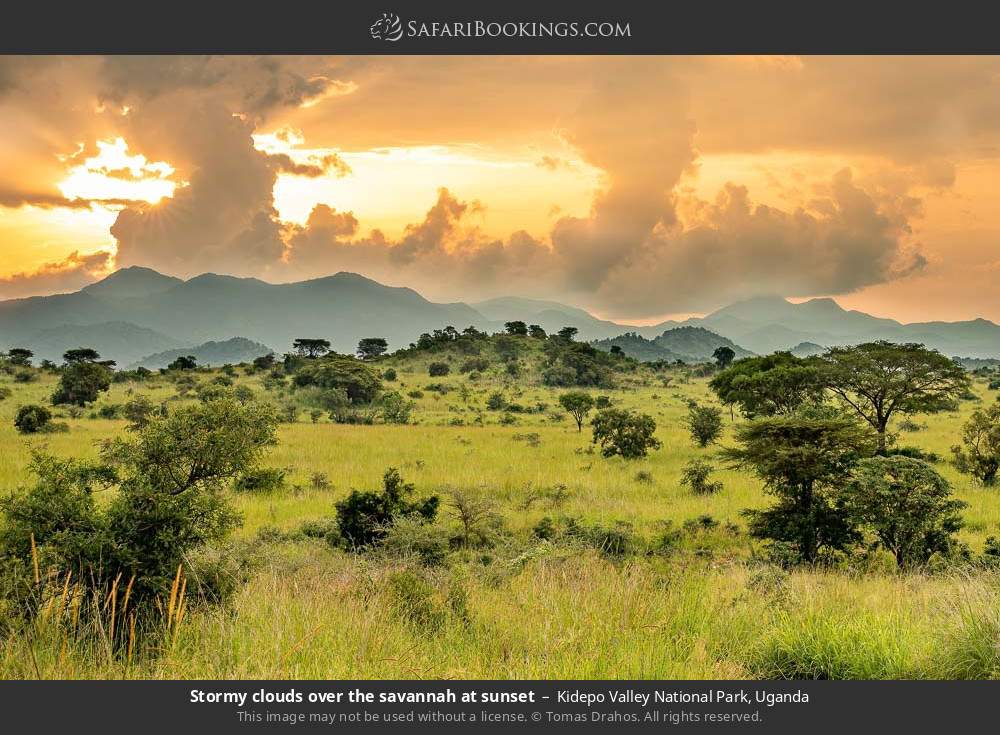 Stormy clouds over the savannah at sunset in Kidepo Valley National Park, Uganda