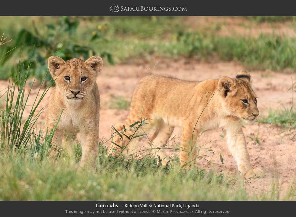 Lion cubs in Kidepo Valley National Park, Uganda