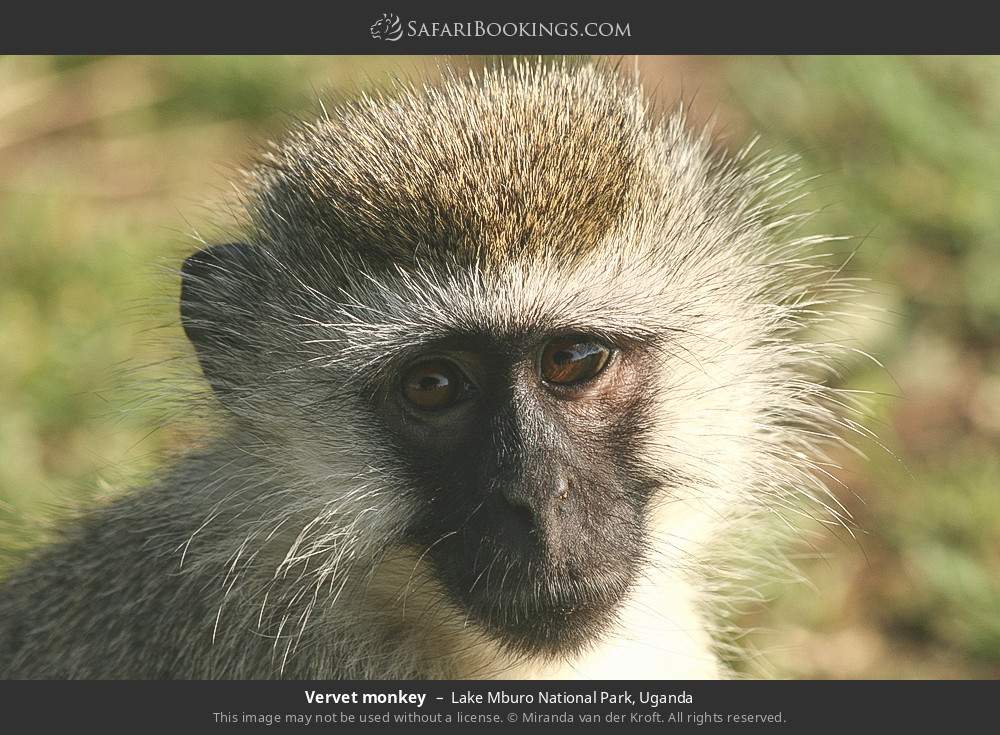 Vervet monkey in Lake Mburo National Park, Uganda