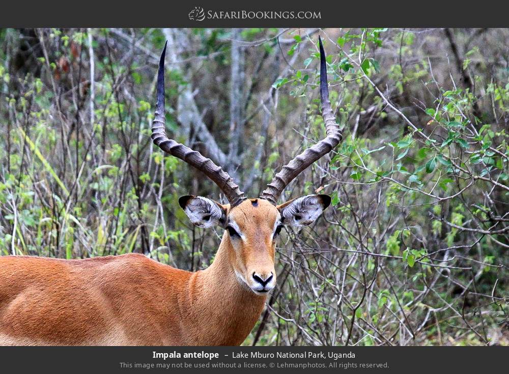 Impala antelope in Lake Mburo National Park, Uganda