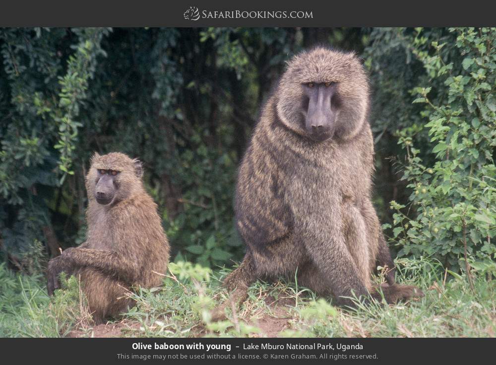 Olive baboon with young in Lake Mburo National Park, Uganda