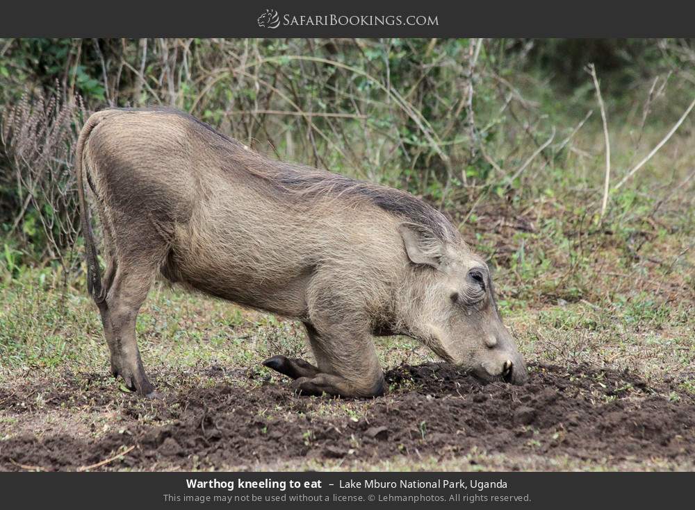 Warthog kneeling to eat in Lake Mburo National Park, Uganda