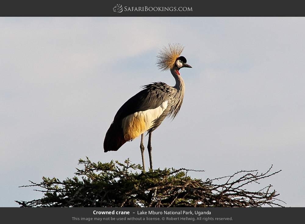 Crowned crane in Lake Mburo National Park, Uganda