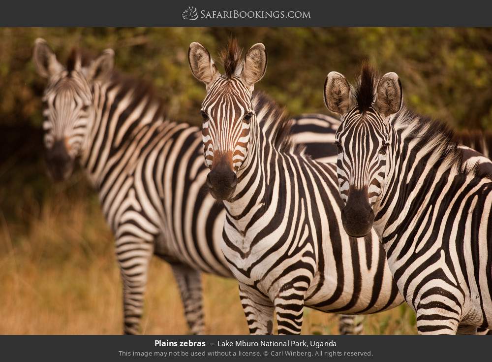 Plains zebras in Lake Mburo National Park, Uganda