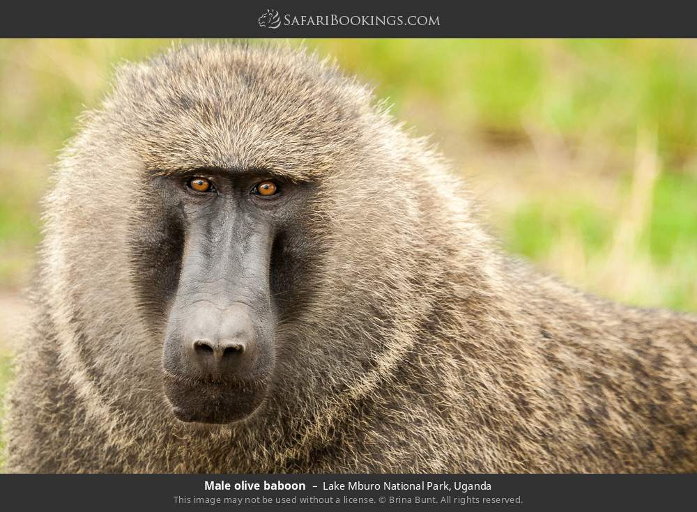 Male olive baboon in Lake Mburo National Park, Uganda