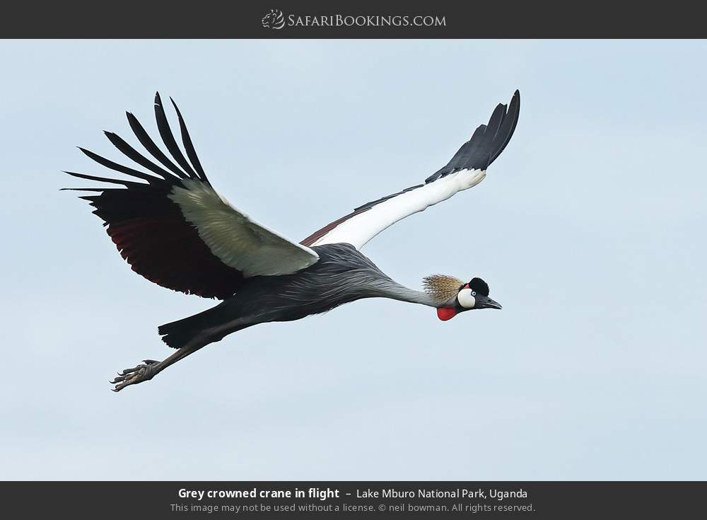 Grey crowned crane in flight in Lake Mburo National Park, Uganda