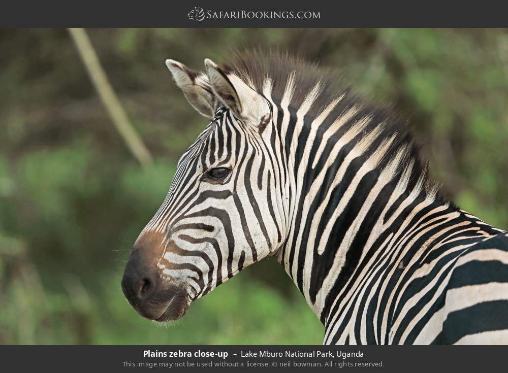 Plains zebra close-up in Lake Mburo National Park, Uganda