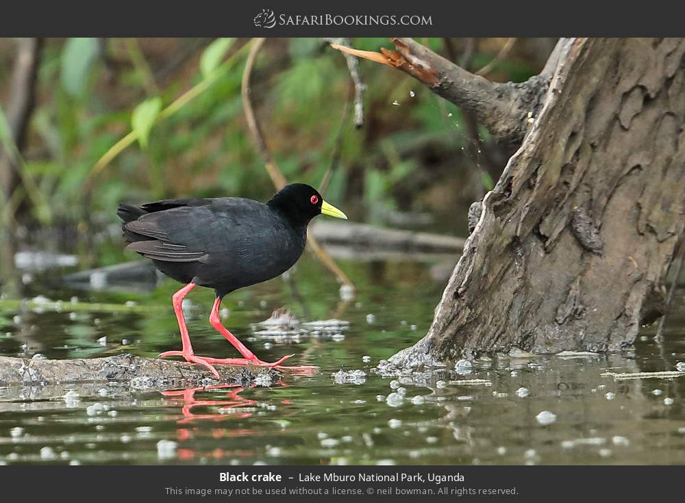 Black crake in Lake Mburo National Park, Uganda