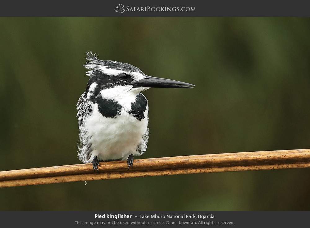 Pied kingfisher in Lake Mburo National Park, Uganda