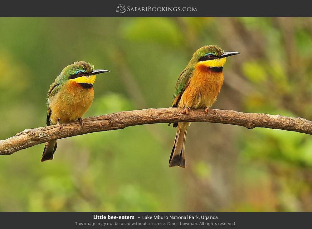 Little bee-eaters in Lake Mburo National Park, Uganda