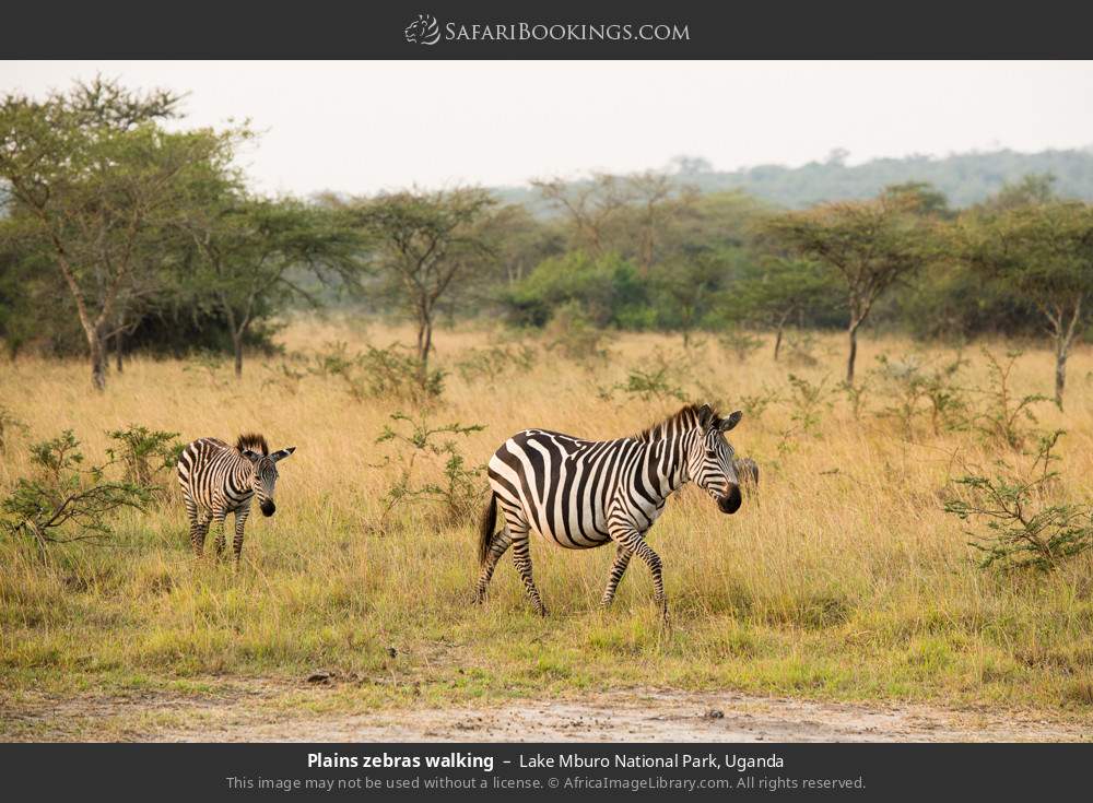 Plains zebras walking in Lake Mburo National Park, Uganda