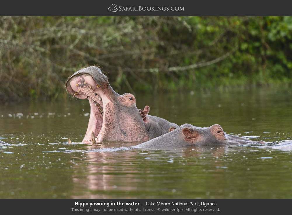 Hippo yawning in the water in Lake Mburo National Park, Uganda