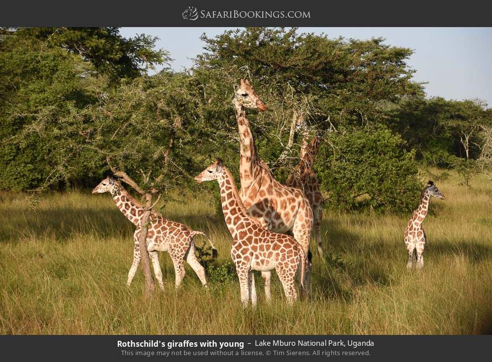 Rothschild's giraffes with young in Lake Mburo National Park, Uganda