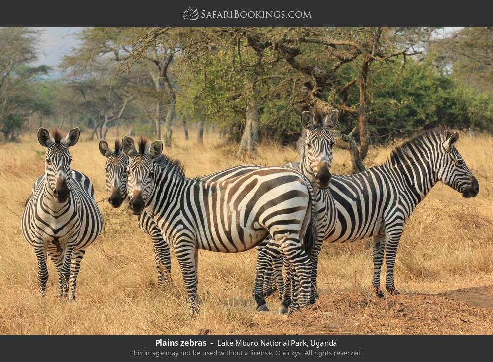 Plains zebras in Lake Mburo National Park, Uganda