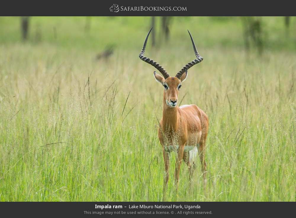 Impala ram in Lake Mburo National Park, Uganda