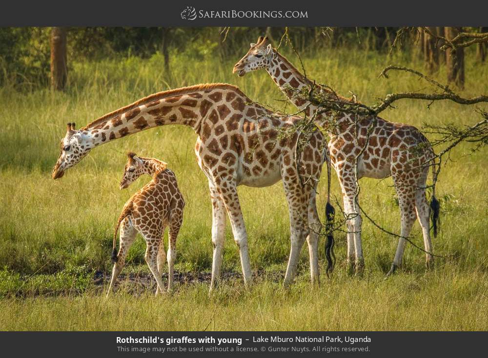 Rothschild's giraffes with young in Lake Mburo National Park, Uganda