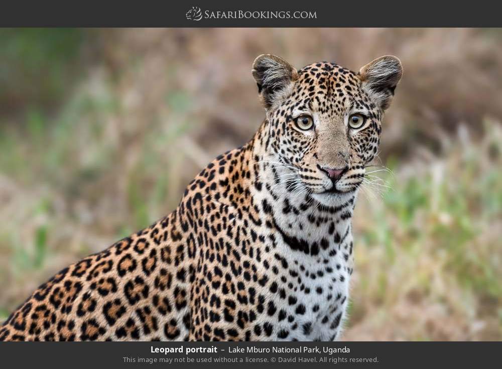 Leopard portrait in Lake Mburo National Park, Uganda