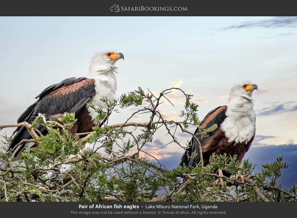 Pair of African fish eagles in Lake Mburo National Park, Uganda