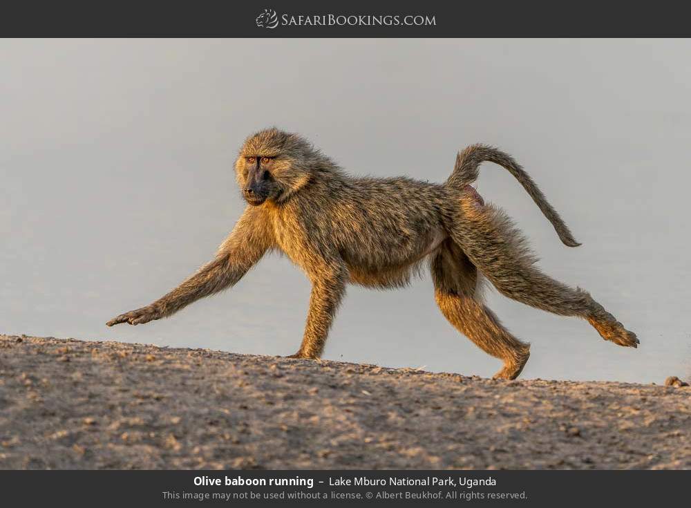 Olive baboon running in Lake Mburo National Park, Uganda